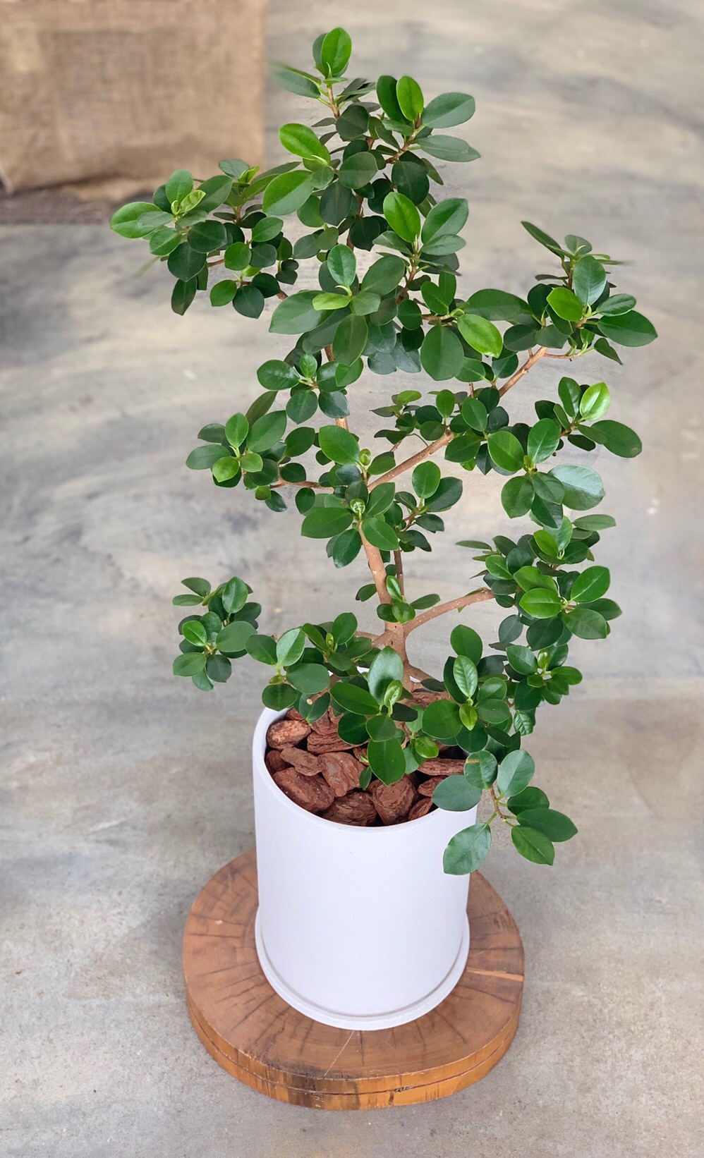 取扱商品：ガジュマル - 観葉植物・インテリアグリーン専門ショップ