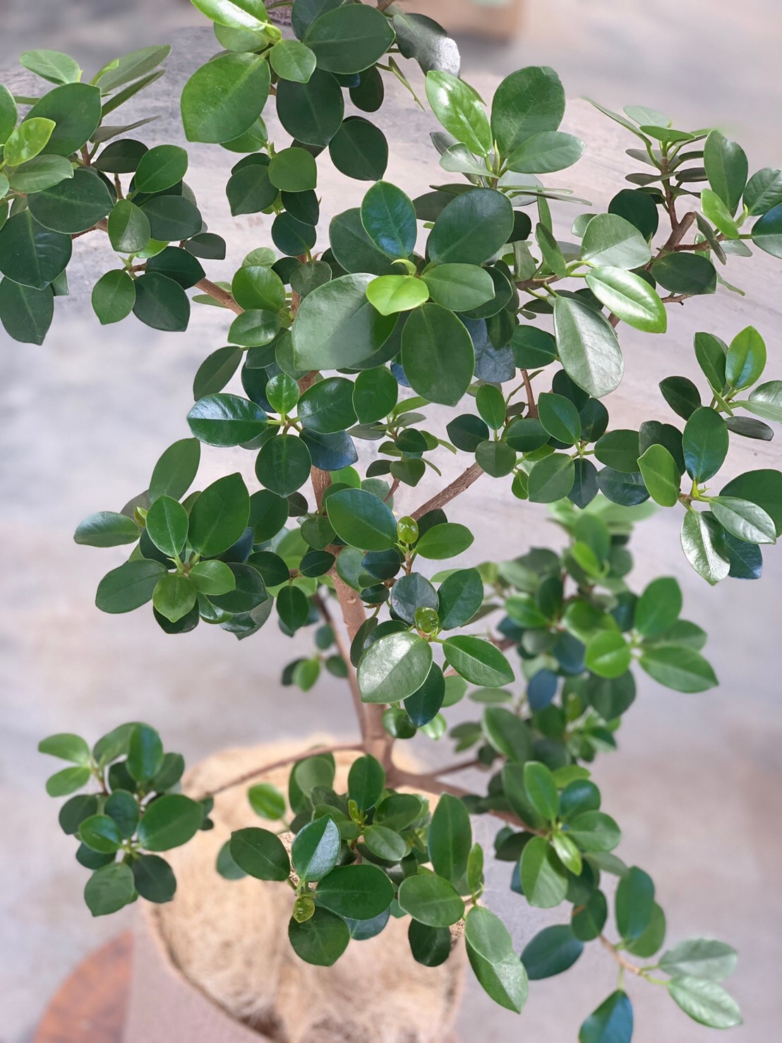 取扱商品：ガジュマル - 観葉植物・インテリアグリーン専門ショップ